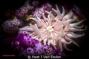 Violet spotted sea anemone in False Bay, Cape Peninsula, ... by Peet J Van Eeden 